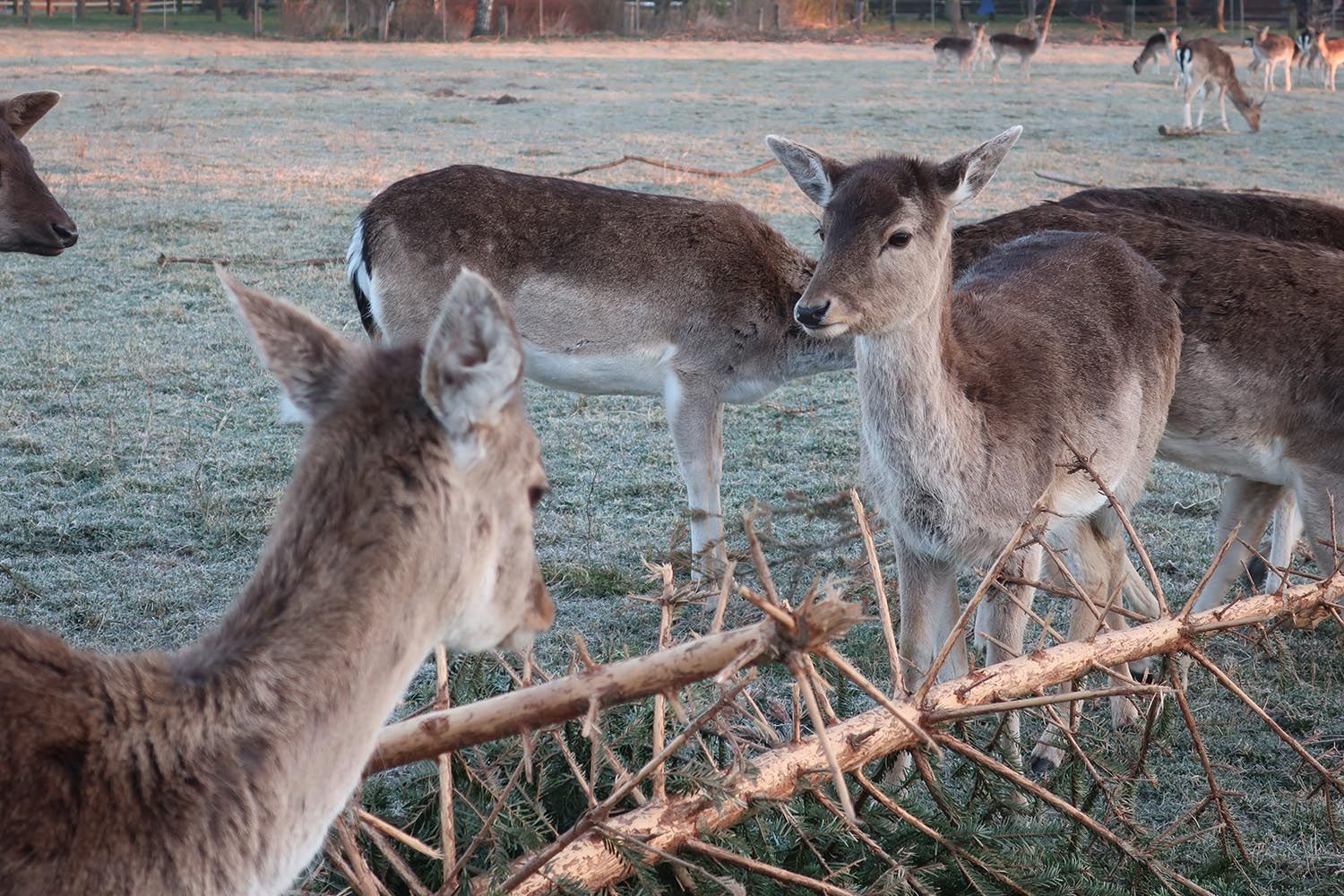 Tiere 1.JPG