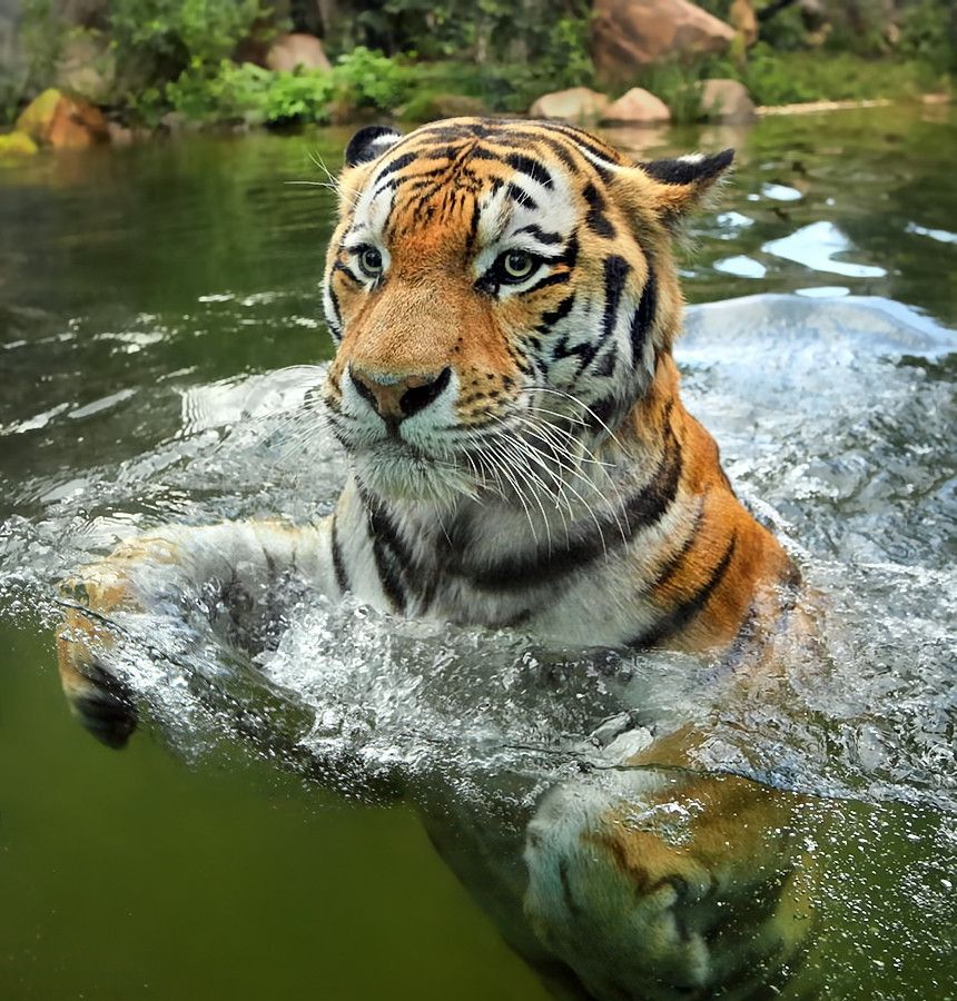 tiger tumblr_mrpsneji9h1qa9omho1_1280.jpg