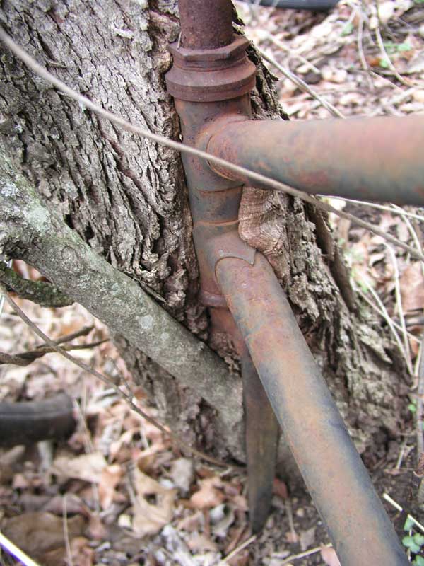 Tree-hugger.jpg