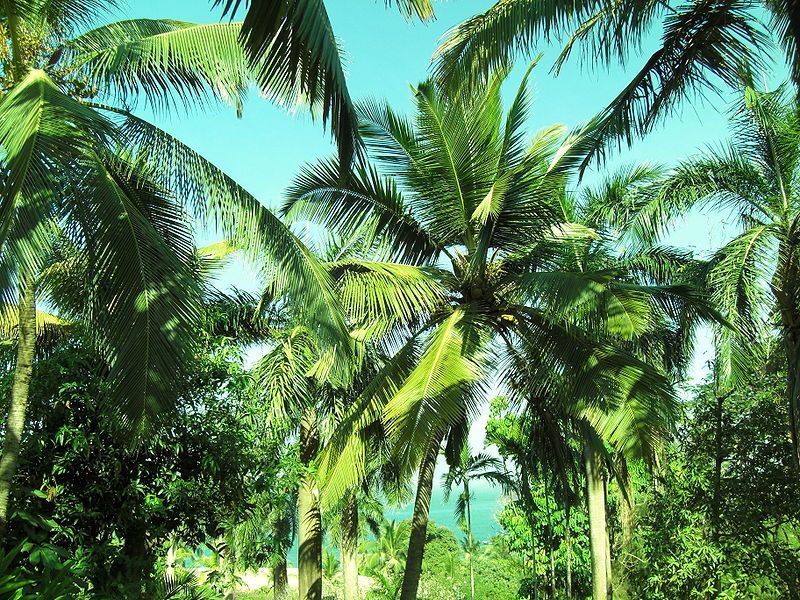 Tropical-Palm-Trees.jpg