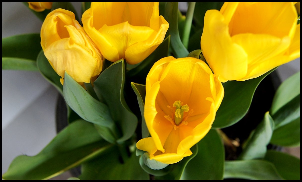 Tulipa.JPG