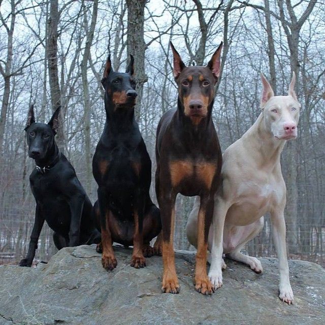 tumblr_eiknarf frankie dobermann_1280.jpg