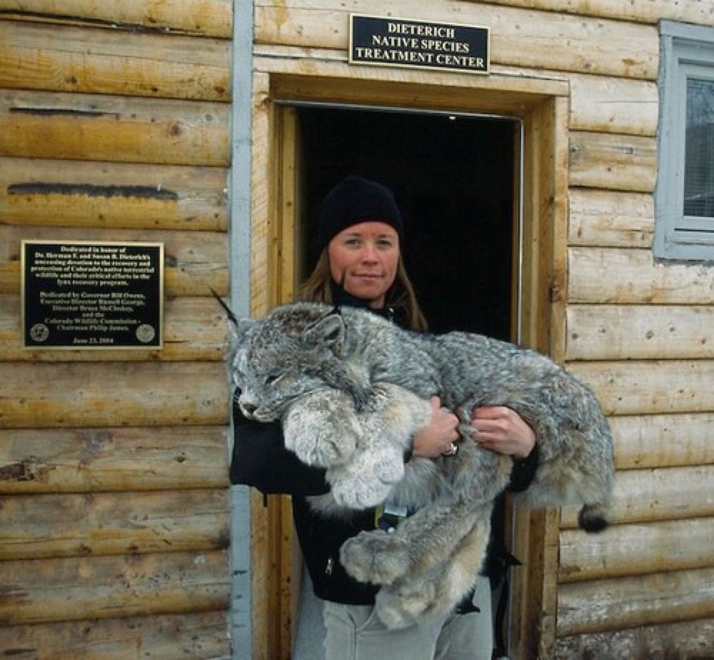 tumblr_lynx_1280.jpg