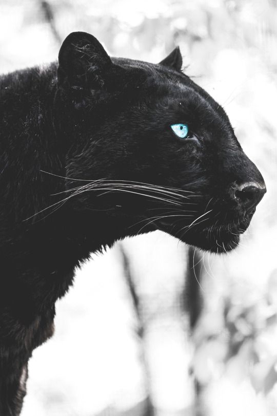 tumblr_wild cat panther_540.jpg