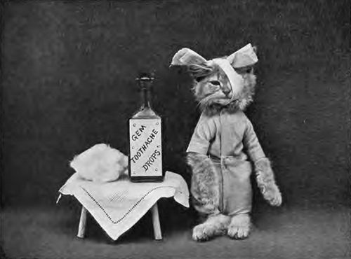 Vintage Pictures of Cats And Dogs Dressed As People (9).jpg