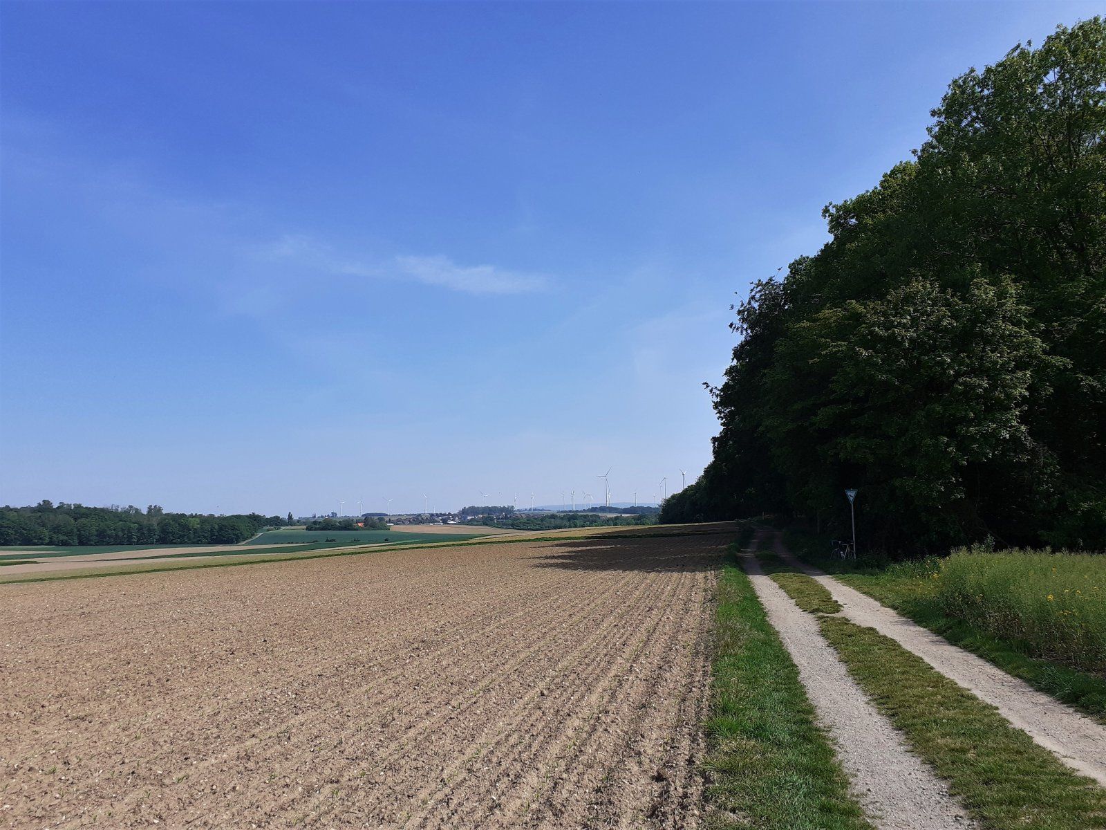 Wald der blauen Blumen.jpg