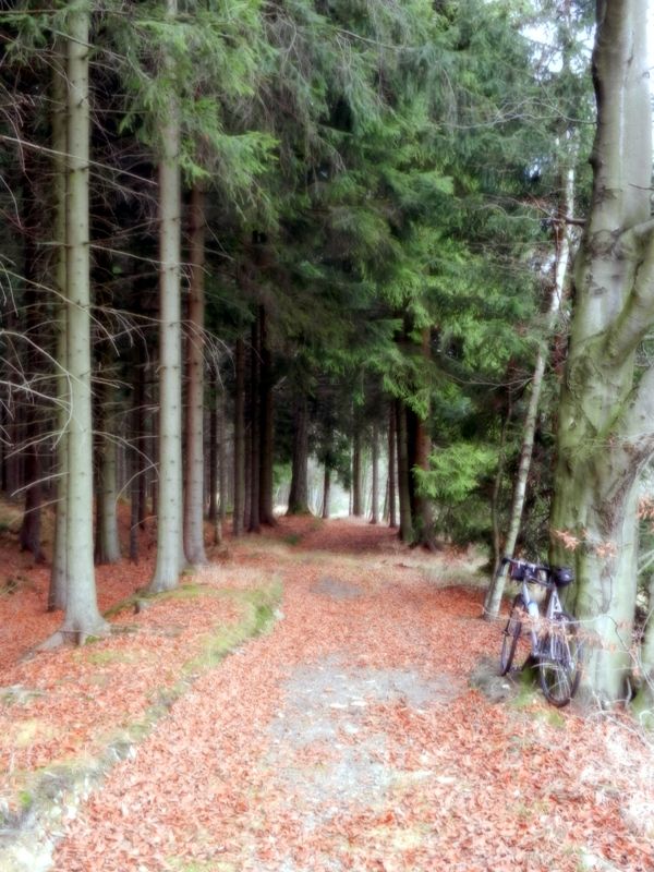 Waldweg.jpg