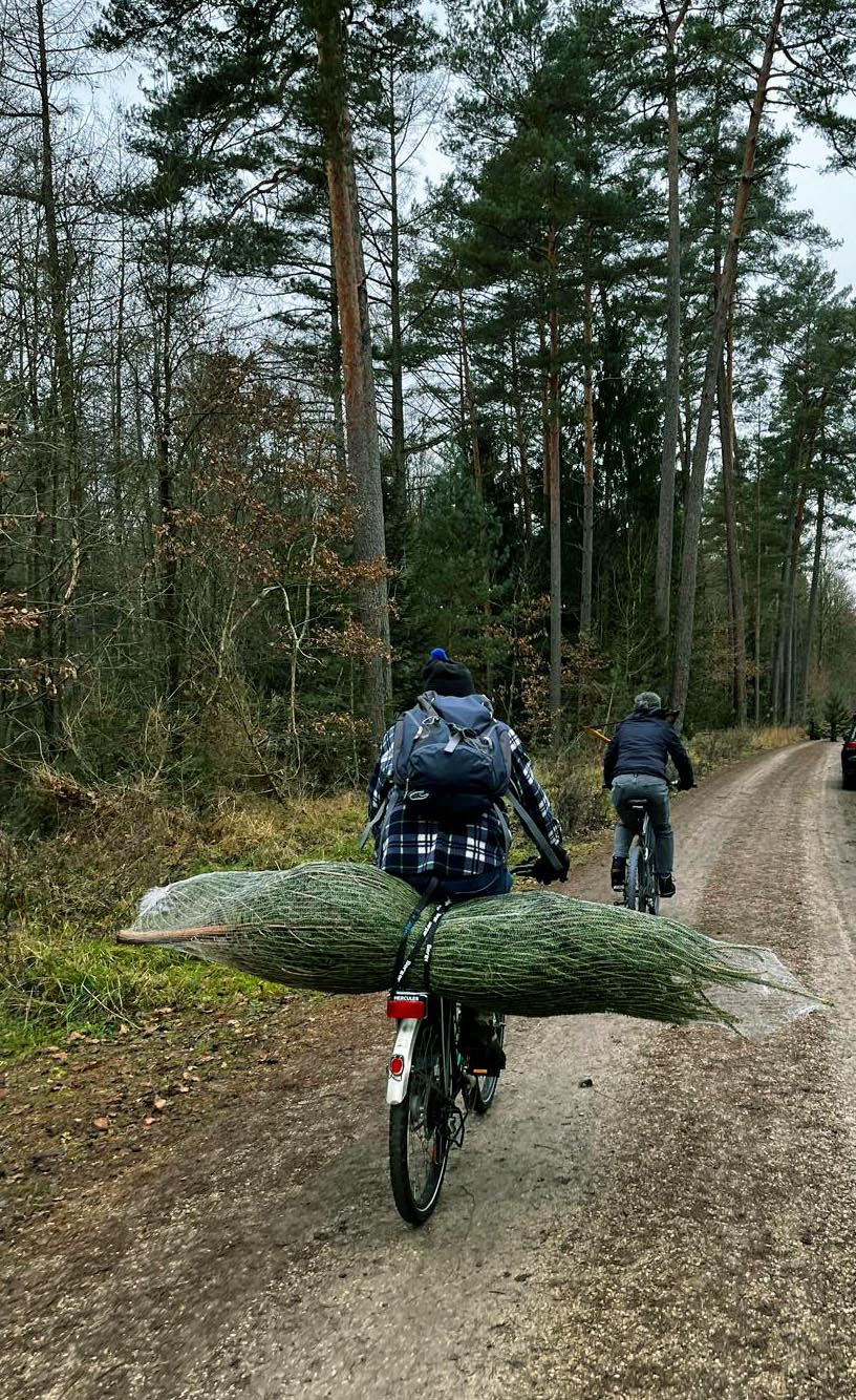 weihnachtsbaum.jpg