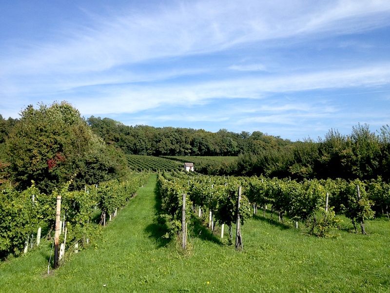 weinberge1.jpg