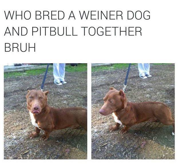 weinerpit.jpg