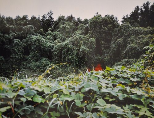 William Christenberry - Kudzu with red soil bank 1978.jpg