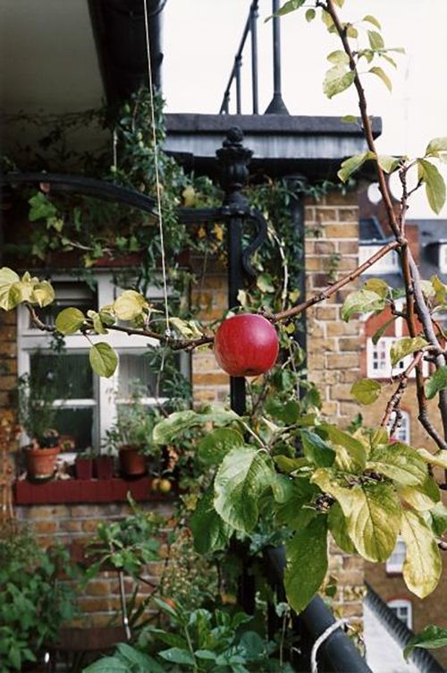 Wolfgang Tillmans - Apple tree (2007).jpg