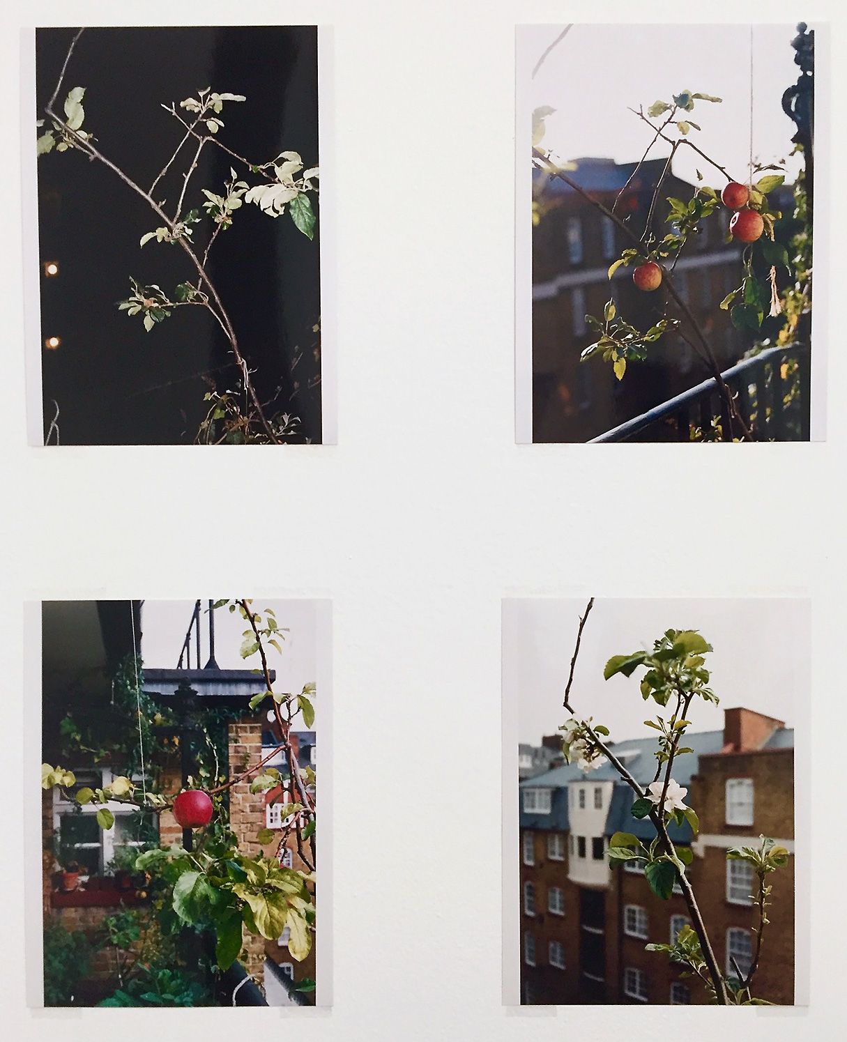 Wolfgang Tillmans - Apple tree.jpg