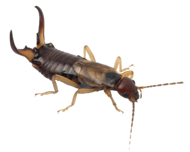 earwig.png