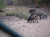 IMG_9470 Brombachsee - Wildschweine.jpg