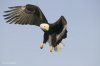 seeadler-im-flug_6582.jpg