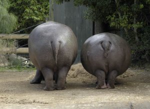 hippos02.jpg