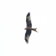 Red Kite