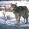 Wolf Jackskin