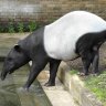 Schabracken Tapir